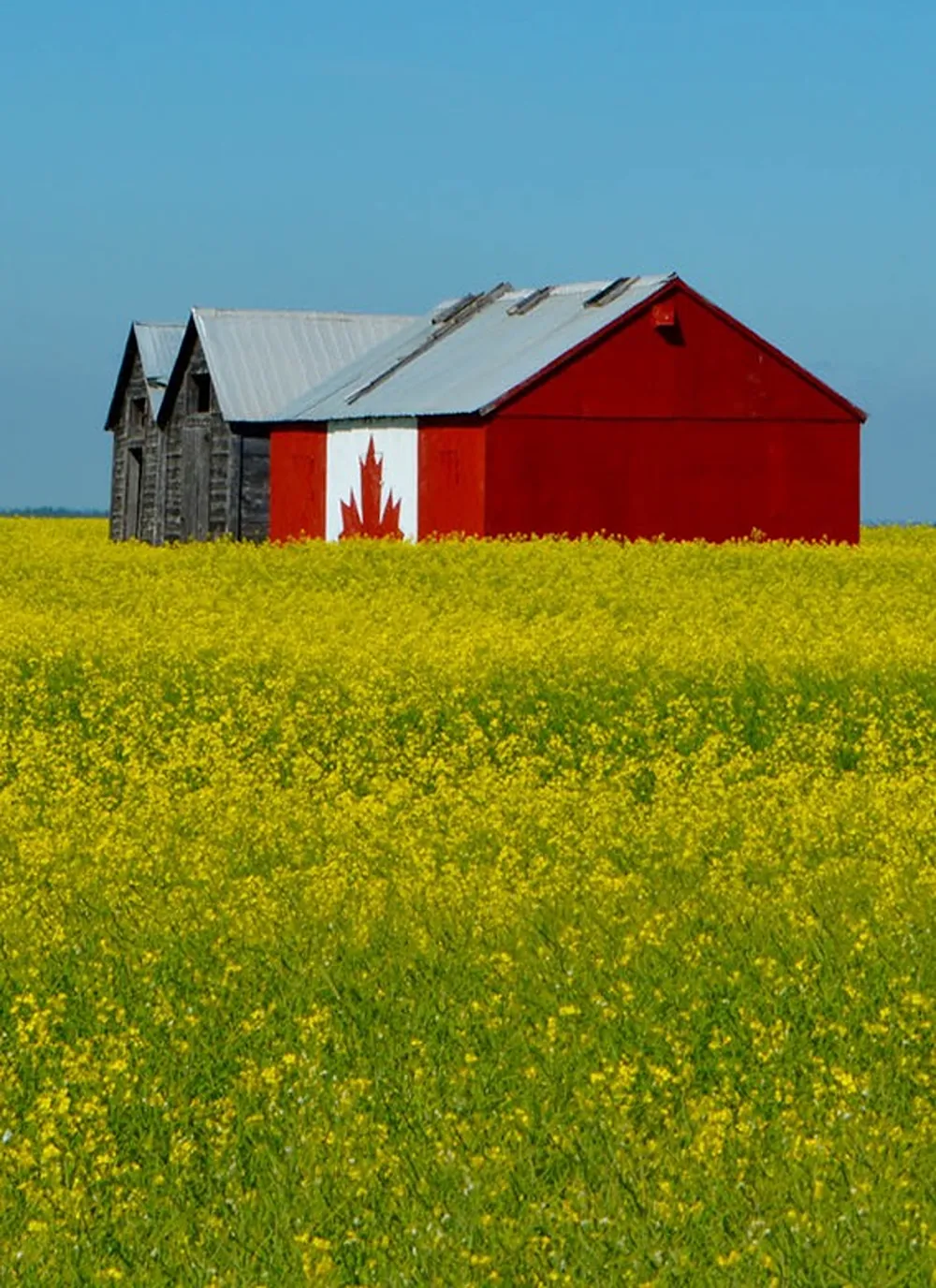 Charu-Kapoor-Immigration-Agri-Food-Pilot-Image-1-1